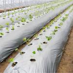 Customized Length Agricultural Ground Cover Film for Pineapple Growing Life Span