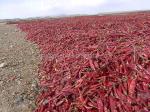 Stemless Erjingtiao Dried Chilis Sterilized Whole Chillies Pungent