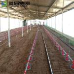 Earthquake Resistant Steel Structure Poultry House Free Design Full Equipment