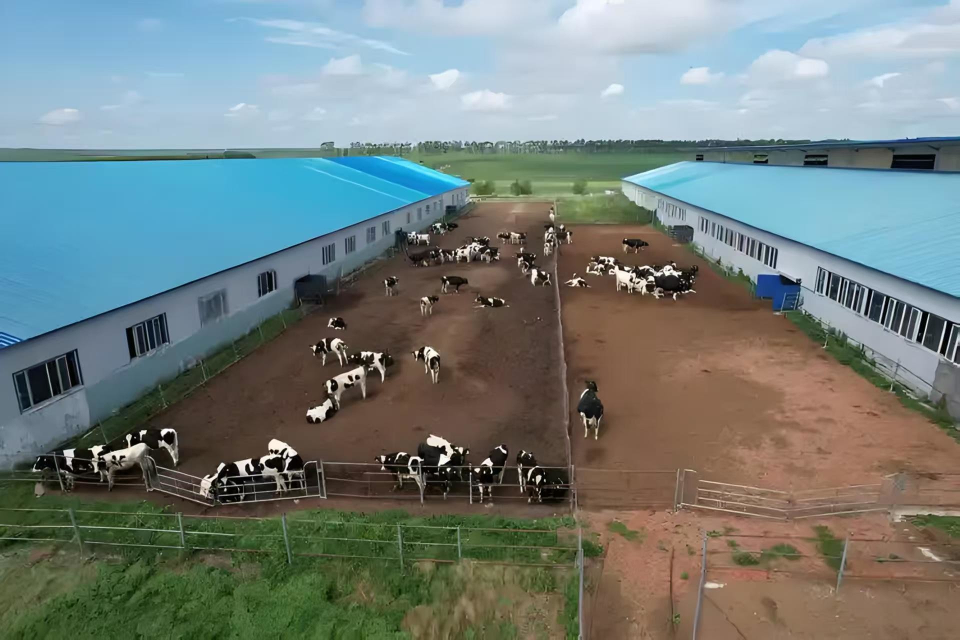 Modern Cattle Sheds Steel Structure Cow Barn And Cow Shed Customized