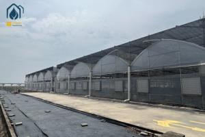 Quality Plastic Multi Span Lettuce Greenhouse For Leafy Greens Cultivation wholesale
