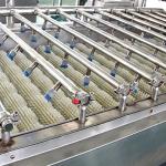 Automatic Fresh Ginger / Turmeric Cleaner Stainless Steel Fruit Washing Machine