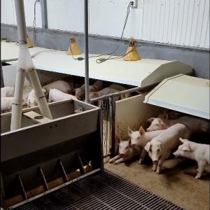 Quality PVC Fencing Livestock Farming Equipment Hot Galvanized Steel wholesale