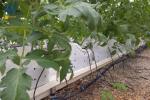 Vertical Planting PVC Substrate Grow Gutter Hydroponic Pepper Tomato Plant