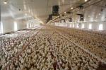 Wind Resistant Commercial Poultry House Q355 Chicken Farm Steel Structures