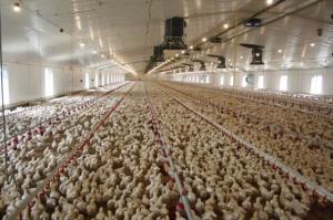 Quality Wind Resistant Commercial Poultry House Q355 Chicken Farm Steel Structures wholesale