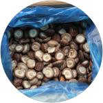 IQF Frozen Shiitake Mushroom Whole, blanched