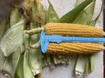 FDA Certified 100% Fresh Iqf Sweet Corn On The Cobs