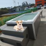 Acrylic Doggy Pet Swimming Pool for Dog Water Playing
