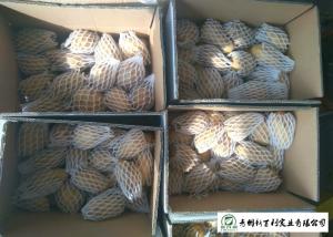 Quality Own Planting Yellow Potatoes Skin Fullness HACCP / GAP Standard wholesale