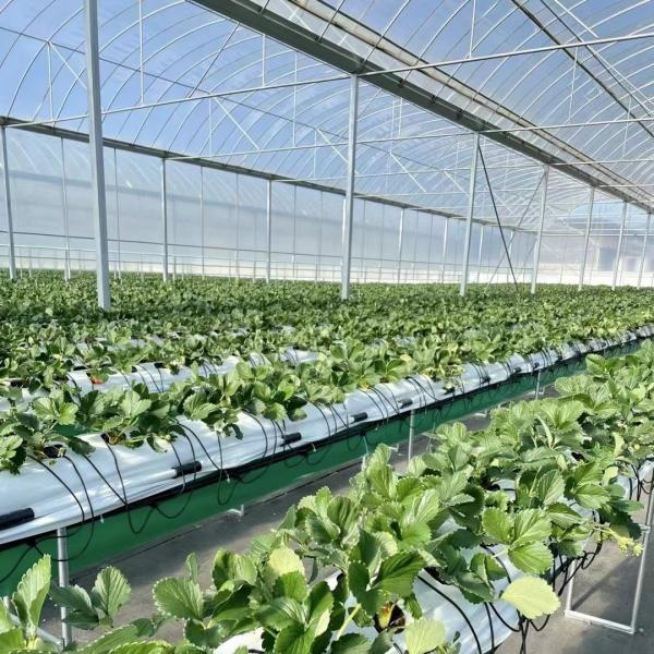 Multi Span Film Greenhouse for Hydroponics Growing Protects Plants from Harsh