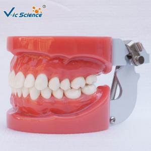Quality Standard Dental Study Models 28/32 Pcs Typodont Model For Bilological wholesale