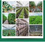 Galvanized Skeleton Cover Film for Agricultural Product in Shouguang Easy to