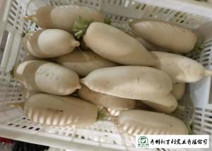 Quality 100 % Mature Fresh White Radish Farm Supplying All The Year Round wholesale