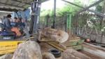 timber plank cutting saw machine / wood band saw machine / lumber saw