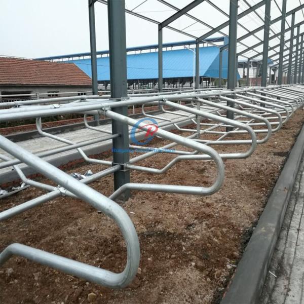 Customized Steel Structure Cow Shed Building Prefab Cattle Dairy Farm Metal