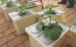 Eco Fridendly 13 Gallon Hydroponics Dutch Buckets For Planting Tomato