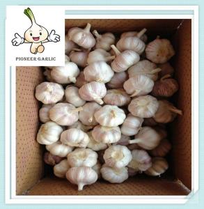 Quality Garlic Factory Jining China Natural Garlic, Jinxiang White Garlic Supplier wholesale