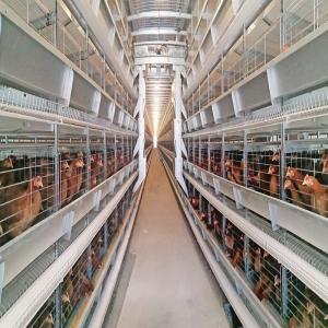 Quality Poultry Farm Layer Hen Chicken Cages Coop Fully Automatic H Type Battery Egg 6Tiers wholesale