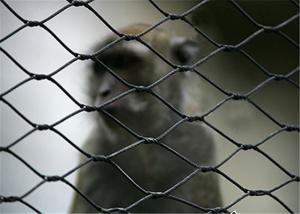 Quality Recyclable Stainless Steel Woven Wire Mesh 30x30mm For Bird Cages 7x19 wholesale