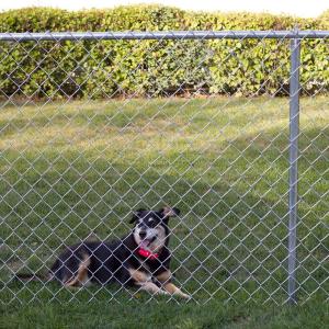 Quality Metal Chain Fence Gate With PVC Coating For Home Garden Security 1.0-6.0mm wholesale