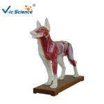 66x64x35cm Animal Acupuncture Model