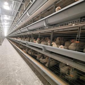 Quality Ventilated Automated Layer Cage Setup 4 Tiers Accommodates 120 Chickens wholesale