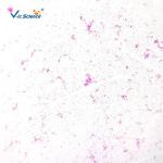 Biology Division Medical Student 13pcs Square Microscope Slides