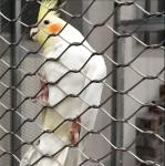 Hand Woven High Strength Stainless Steel Wire Rope Mesh For Zoos