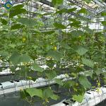 Steel Frame Smart Hydroponic Greenhouse For Tomato Strawberry Planting