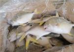 Golden Pomfret Fish Fresh Frozen Seafood