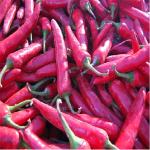 Zero Additive Erjingtiao Dried Chilis Pungent Dehydrated Hot Peppers