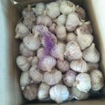 China fresh garlic export to Brazil By pioneer garlic group. 5.5-6.0cm loose