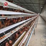 160 Birds / Set Full Automatic Battery Cage System Poultry Farming Equipment