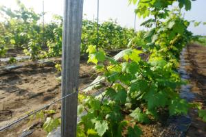Quality Agriculture Metal Vineyard Trellis Posts 2.0MM Thickness H Hole Type wholesale