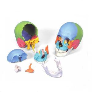 Quality 22 Parts Colorful Plastic 1.1kg Anatomy Bone Model , Human Skull Model wholesale