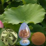 Manufacturer Supply natural high quality lotus leaf extract, Nelumbo Nucifera