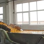 SUS304 Automatic Fruit Processing Equipment Blueberry Washing Machine