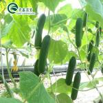 Multi-Span Agricultural Greenhouses with Used Container Hydroponic Growing