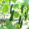 Buy cheap Multi-Span Agricultural Greenhouses with Used Container Hydroponic Growing from wholesalers