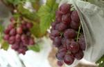 Fabric Fruit Protection Bags 250GSM
