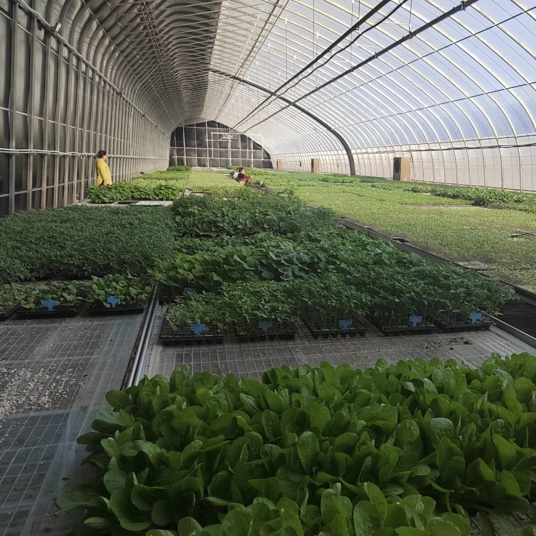 Aquaculture Seeding Breening Sunlight Greenhouse