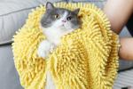 ​Strong Water Absorption Pet Microfiber Towel Disposable