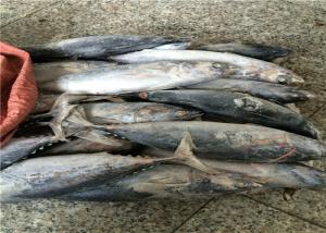 Quality 3ppm Histamine Seafrozen 500g 700g Fresh Bonito Tuna wholesale