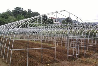 Single Span Steel Frame Tunnel  Greenhouse With Plastic Covering 1