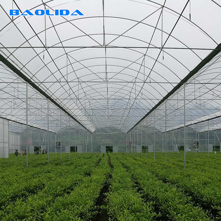 Gothic Style Multispan High Tunnel Plastic Film Multi Span Greenhouse For Tomato Growing