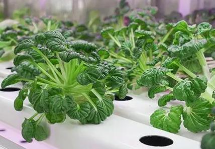 Juxiang Leafy Vegetable Container House