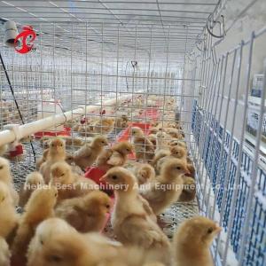 Quality Q235 Poultry Farming Cage System Baby Chicks Brooder Steel Wire Emily wholesale