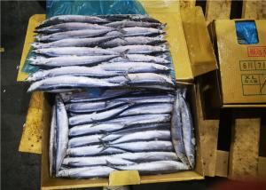 Quality Fresh Seafood #1 Bulk Healthy Frozen Pacific Saury wholesale
