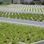 ISO Certification Commercial Hydroponic Greenhouse For Agriculture Anti